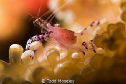 Shrimp by Todd Moseley 